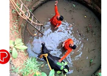 കൂരാച്ചുണ്ടില്‍ കിണറില്‍ വീണ പോത്തിന് രക്ഷകരായി അഗ്നിരക്ഷാസേന