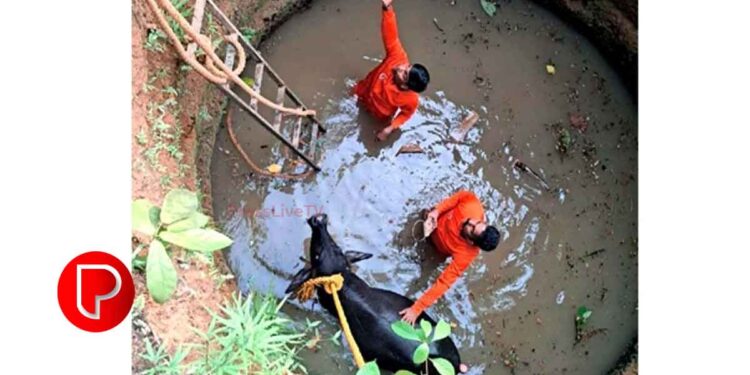കൂരാച്ചുണ്ടില്‍ കിണറില്‍ വീണ പോത്തിന് രക്ഷകരായി അഗ്നിരക്ഷാസേന