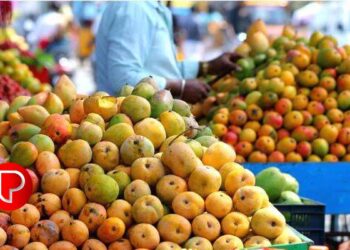 ഉല്‍പാദനം തീരെ കുറഞ്ഞതോടെ ഒളോര്‍ മാമ്പഴത്തിന് വില കൂടുതലാണ്