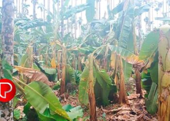 വേനൽമഴയിൽ വ്യാപക നാശനഷ്ടം; മുക്കം കച്ചേരിയിലെ നേന്ത്രവാഴ ഉൾപ്പെടെയുള്ള കൃഷികള്‍ നശിച്ചു