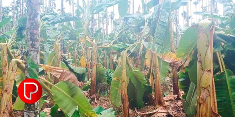 വേനൽമഴയിൽ വ്യാപക നാശനഷ്ടം; മുക്കം കച്ചേരിയിലെ നേന്ത്രവാഴ ഉൾപ്പെടെയുള്ള കൃഷികള്‍ നശിച്ചു