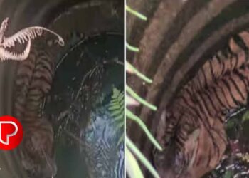 മോട്ടോര്‍ ഓണക്കിയിട്ടും വെള്ളം കയറിയില്ല ; പരിശോധിച്ച വീട്ടുകാർ കിണറ്റില്‍ കണ്ടത്