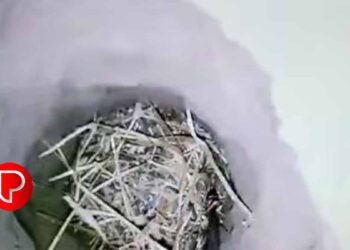 ആറുവയസുകാരൻ 70 അടി താഴ്ചയുള്ള കുഴൽക്കിണറിൽ വീണു ; രക്ഷാപ്രവർത്തനം പുരോ​ഗമിക്കുന്നു