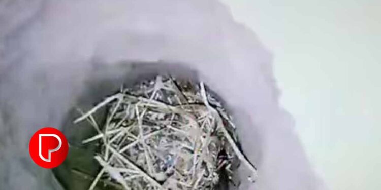 ആറുവയസുകാരൻ 70 അടി താഴ്ചയുള്ള കുഴൽക്കിണറിൽ വീണു ; രക്ഷാപ്രവർത്തനം പുരോ​ഗമിക്കുന്നു