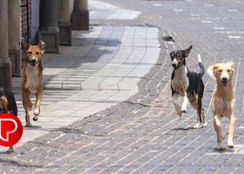 പത്തനംതിട്ടയിൽ രണ്ടു മാസം മുൻപു തെരുവുനായയുടെ കടിയേറ്റയാൾ ചികിത്സയിലിരിക്കെ മരിച്ചു