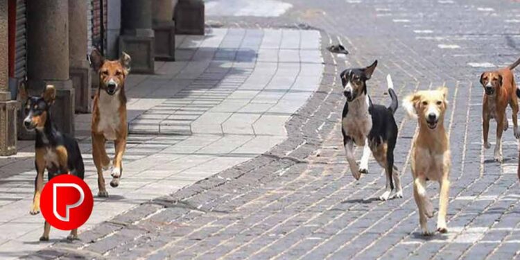 പത്തനംതിട്ടയിൽ രണ്ടു മാസം മുൻപു തെരുവുനായയുടെ കടിയേറ്റയാൾ ചികിത്സയിലിരിക്കെ മരിച്ചു