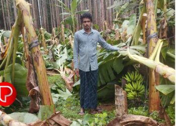 വേനൽ മഴയും കാറ്റും; തിരുവമ്പാടിയിൽ യുവകർഷകന്റെ വാഴകൃഷി നശിച്ചു