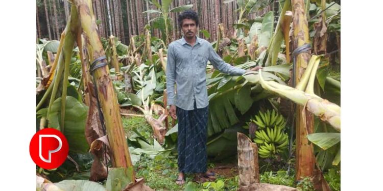 വേനൽ മഴയും കാറ്റും; തിരുവമ്പാടിയിൽ യുവകർഷകന്റെ വാഴകൃഷി നശിച്ചു