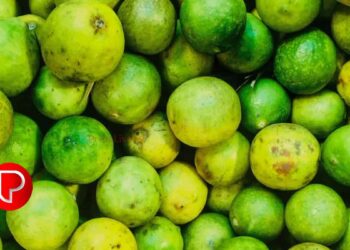 ചെറുനാരങ്ങയുടെ വില ചെറുതല്ല; കിലോയ്ക്ക് 145 രൂപയായി