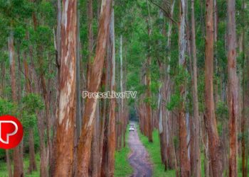 ജലലഭ്യതയും ഭക്ഷ്യയോഗ്യമായ സസ്യങ്ങളും ഫലങ്ങളും ശോഷിക്കുന്നു; കാടുകളില്‍ യൂക്കാലിപ്റ്റ്സ് നട്ടുപിടിപ്പിക്കരുതെന്ന് ഗ്രീൻ മുവ്മെന്‍റ് കോഴിക്കോട് ജില്ലാ പ്രവർത്തകയോഗം
