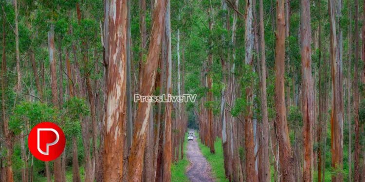 ജലലഭ്യതയും ഭക്ഷ്യയോഗ്യമായ സസ്യങ്ങളും ഫലങ്ങളും ശോഷിക്കുന്നു; കാടുകളില്‍ യൂക്കാലിപ്റ്റ്സ് നട്ടുപിടിപ്പിക്കരുതെന്ന് ഗ്രീൻ മുവ്മെന്‍റ് കോഴിക്കോട് ജില്ലാ പ്രവർത്തകയോഗം
