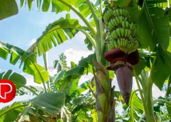 വരൾച്ച; കോഴിക്കോട് ജില്ലയിൽ 26,000 വാഴകൾ നശിച്ചു; ഇതുവരെ ഒന്നരക്കോടിയുടെ നഷ്ടം