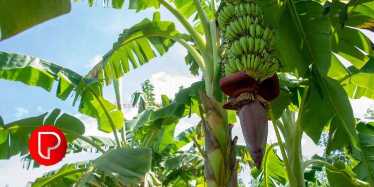 വരൾച്ച; കോഴിക്കോട് ജില്ലയിൽ 26,000 വാഴകൾ നശിച്ചു; ഇതുവരെ ഒന്നരക്കോടിയുടെ നഷ്ടം