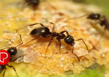 ഉറുമ്പ്, മണ്ണിര, തേരട്ട, ചിതൽ, ഒച്ച് ഇവ എല്ലാത്തിനെയും ഇനി ഓടിക്കാം