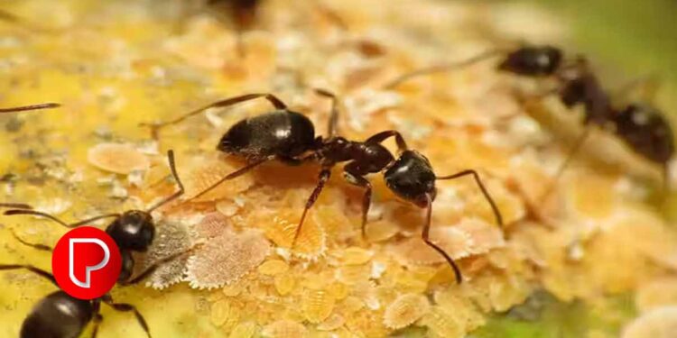 ഉറുമ്പ്, മണ്ണിര, തേരട്ട, ചിതൽ, ഒച്ച് ഇവ എല്ലാത്തിനെയും ഇനി ഓടിക്കാം