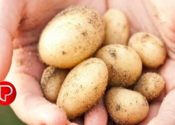 കറുത്ത പാടുകളും നിറവ്യത്യാസവുമൊക്കെ മാറ്റിയെടുക്കാൻ മുഖത്തിന് ഉരുളക്കിഴങ്ങ്