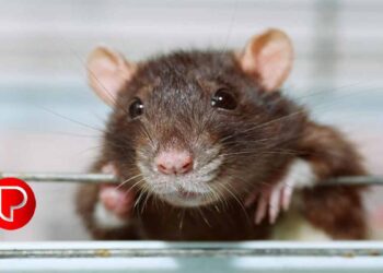 എലിപ്പനി കരുതൽ വേണം ഇക്കാര്യങ്ങളിൽ ; സ്വയം ചികിത്സ പാടില്ല