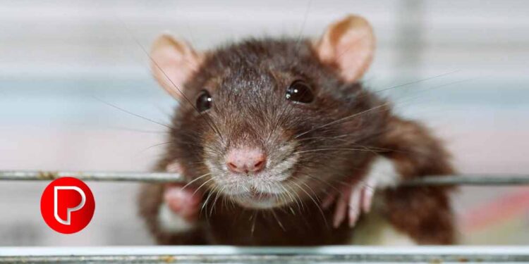 എലിപ്പനി കരുതൽ വേണം ഇക്കാര്യങ്ങളിൽ ; സ്വയം ചികിത്സ പാടില്ല