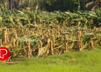 ശക്തമായ കാറ്റിലും മഴയിലും വൻ കൃഷിനാശം: വെള്ളലശ്ശേരിയിൽ ഒടിഞ്ഞു വീണത് ആയിരത്തോളം വാഴകള്‍