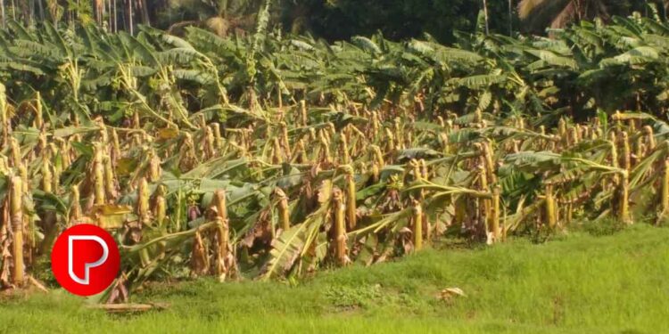 ശക്തമായ കാറ്റിലും മഴയിലും വൻ കൃഷിനാശം: വെള്ളലശ്ശേരിയിൽ ഒടിഞ്ഞു വീണത് ആയിരത്തോളം വാഴകള്‍