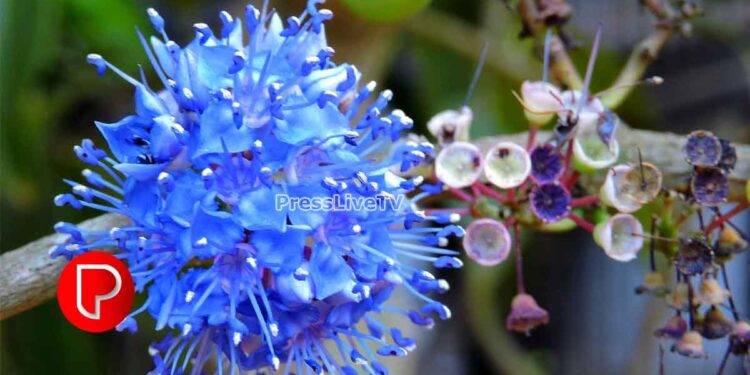 കണ്ണിന് കുളിർമയേകി കുന്ദമംഗലത്ത് കായാമ്പു പൂത്തു