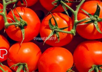 സെഞ്ച്വറി അടിച്ച്‌ തക്കാളി വില; കോഴിക്കോട് 82 രൂപ; പച്ചക്കറി വില വര്‍ധനയില്‍ പൊറുതിമുട്ടി ജനങ്ങള്‍, മീനിനും ക്ഷാമം