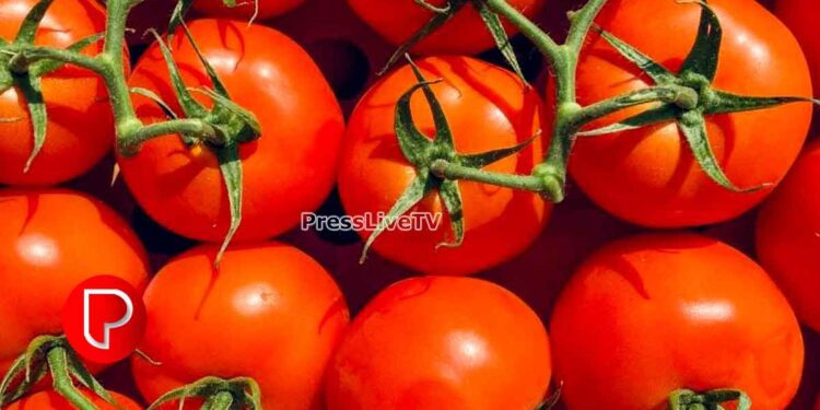 സെഞ്ച്വറി അടിച്ച്‌ തക്കാളി വില; കോഴിക്കോട് 82 രൂപ; പച്ചക്കറി വില വര്‍ധനയില്‍ പൊറുതിമുട്ടി ജനങ്ങള്‍, മീനിനും ക്ഷാമം