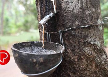 റബ്ബറിന് 204 രൂപ ; നീണ്ട ഇടവേളയ്കുശേഷം രാജ്യാന്തര വിലയെ മറികടന്നു