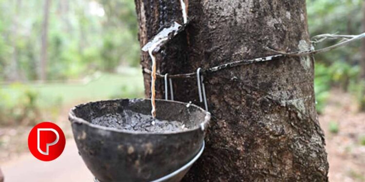 റബ്ബറിന് 204 രൂപ ; നീണ്ട ഇടവേളയ്കുശേഷം രാജ്യാന്തര വിലയെ മറികടന്നു