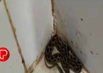 ആരോഗ്യ കേന്ദ്രത്തിൽ അണലി ; കുട്ടികളുടെ വാക്സിനേഷൻ റൂമിൽ