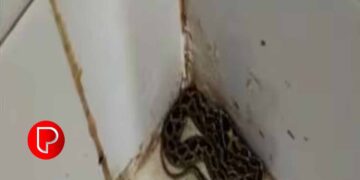 ആരോഗ്യ കേന്ദ്രത്തിൽ അണലി ; കുട്ടികളുടെ വാക്സിനേഷൻ റൂമിൽ
