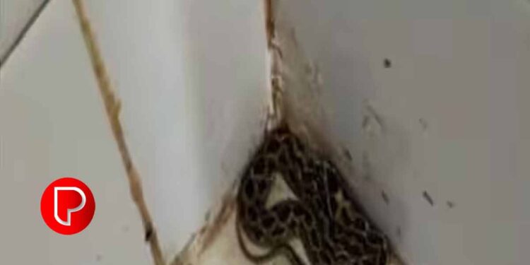 ആരോഗ്യ കേന്ദ്രത്തിൽ അണലി ; കുട്ടികളുടെ വാക്സിനേഷൻ റൂമിൽ