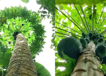 പപ്പായ മാത്രമല്ല, ഇലയും സൂപ്പറാണ്; ഗുണങ്ങൾ ഇവയാണ്