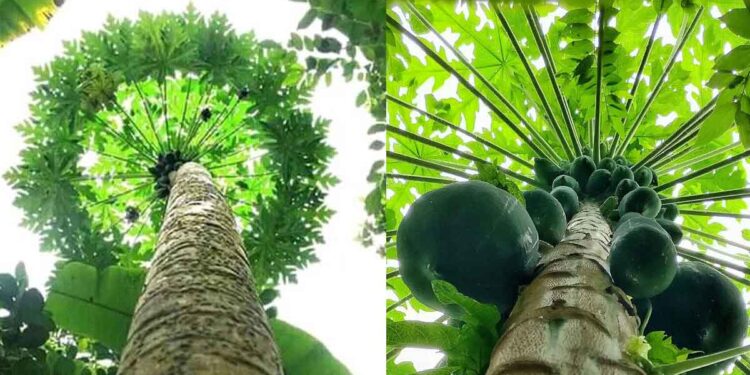 പപ്പായ മാത്രമല്ല, ഇലയും സൂപ്പറാണ്; ഗുണങ്ങൾ ഇവയാണ്