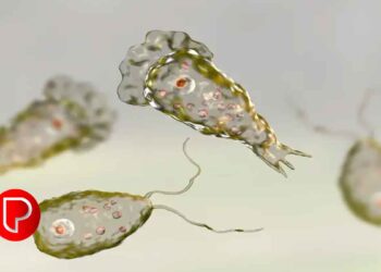 അമീബിക് മസ്‌തിഷ്‌ക ജ്വരം: കോഴിക്കോട് 2 കുട്ടികൾ ചികിത്സയിൽ തുടരുന്നു; മൂന്നര വയസുകാരൻ വെൻ്റിലേറ്ററിൽ