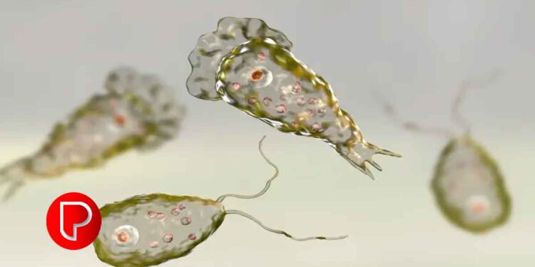 അമീബിക് മസ്‌തിഷ്‌ക ജ്വരം: കോഴിക്കോട് 2 കുട്ടികൾ ചികിത്സയിൽ തുടരുന്നു; മൂന്നര വയസുകാരൻ വെൻ്റിലേറ്ററിൽ