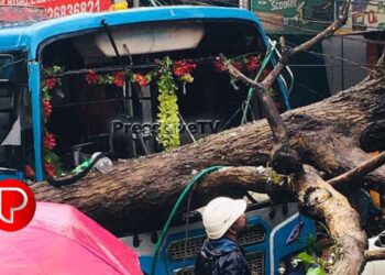 എടവണ്ണപ്പാറയിൽ ഓടുന്ന ബസിന് മുകളിൽ മരം വീണു; കണ്ടക്ടർക്ക് പരിക്ക്