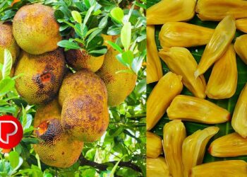 ചക്ക കഴിക്കുന്നതിൻ്റെ ആരോഗ്യ ഗുണങ്ങൾ