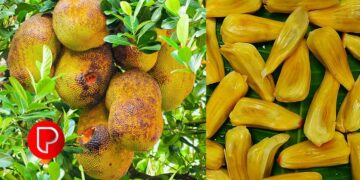 ചക്ക കഴിക്കുന്നതിൻ്റെ ആരോഗ്യ ഗുണങ്ങൾ