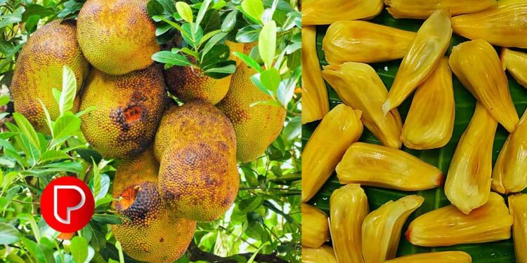 ചക്ക കഴിക്കുന്നതിൻ്റെ ആരോഗ്യ ഗുണങ്ങൾ