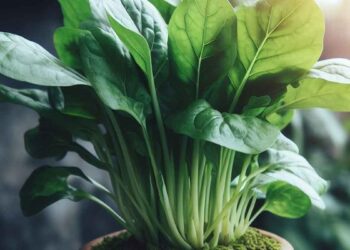 പാലക് ചീര പതിവായി കഴിക്കുന്നതിൻ്റെ ഗുണങ്ങൾ…