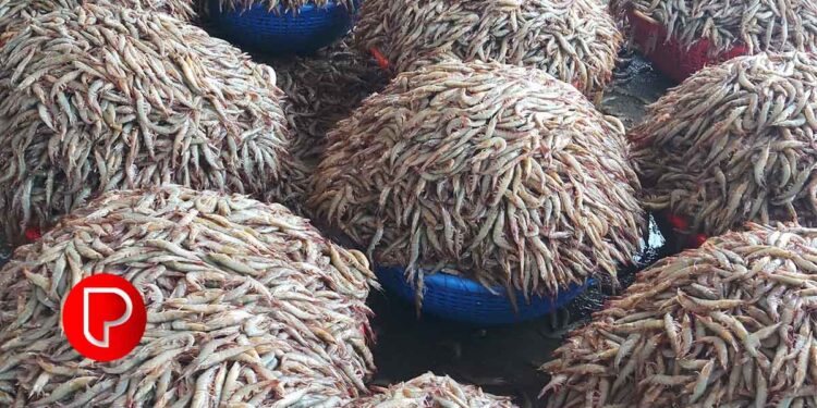 ഓപ്പറേഷൻ മത്സ്യ: കോഴിക്കോട് ജില്ലയില്‍ പിടികൂടിയത് 125 കിലോ മത്സ്യം