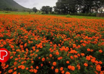 ഓണത്തിന്‌ പൂക്കളമൊരുക്കാന്‍ ചെണ്ടുമല്ലി കൃഷിയുമായി ബാലുശ്ശേരി മണ്ഡലം
