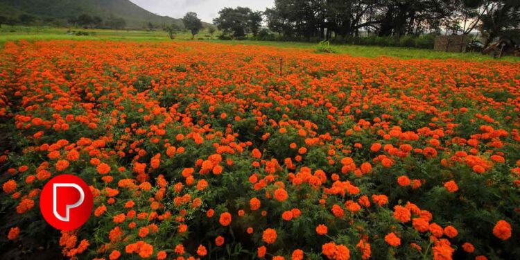 ഓണത്തിന്‌ പൂക്കളമൊരുക്കാന്‍ ചെണ്ടുമല്ലി കൃഷിയുമായി ബാലുശ്ശേരി മണ്ഡലം