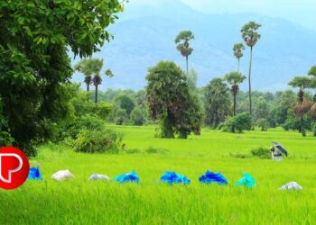 കാര്‍ഷിക മുന്നേറ്റത്തിനു കഴിഞ്ഞവര്‍ഷം കോഴിക്കോട് ജില്ലയില്‍ ചെലവഴിച്ചത് 31.26 കോടി