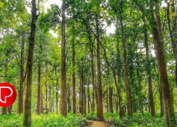 കോളനൈസേഷൻ സ്‌കീം ഭൂമിയിലെ ഈട്ടി, തേക്ക് ഉടമാവകാശം: ഭൂവുടമകള്‍ കോടതിയിലേക്ക്