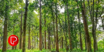 കോളനൈസേഷൻ സ്‌കീം ഭൂമിയിലെ ഈട്ടി, തേക്ക് ഉടമാവകാശം: ഭൂവുടമകള്‍ കോടതിയിലേക്ക്