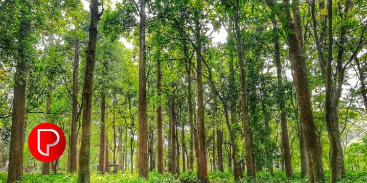 കോളനൈസേഷൻ സ്‌കീം ഭൂമിയിലെ ഈട്ടി, തേക്ക് ഉടമാവകാശം: ഭൂവുടമകള്‍ കോടതിയിലേക്ക്