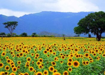 ഗുണ്ടല്‍പേട്ടില്‍ വിരിഞ്ഞ് വിളവെടുപ്പിനായി സൂര്യകാന്തി പാടങ്ങള്‍