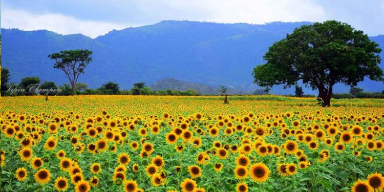 ഗുണ്ടല്‍പേട്ടില്‍ വിരിഞ്ഞ് വിളവെടുപ്പിനായി സൂര്യകാന്തി പാടങ്ങള്‍